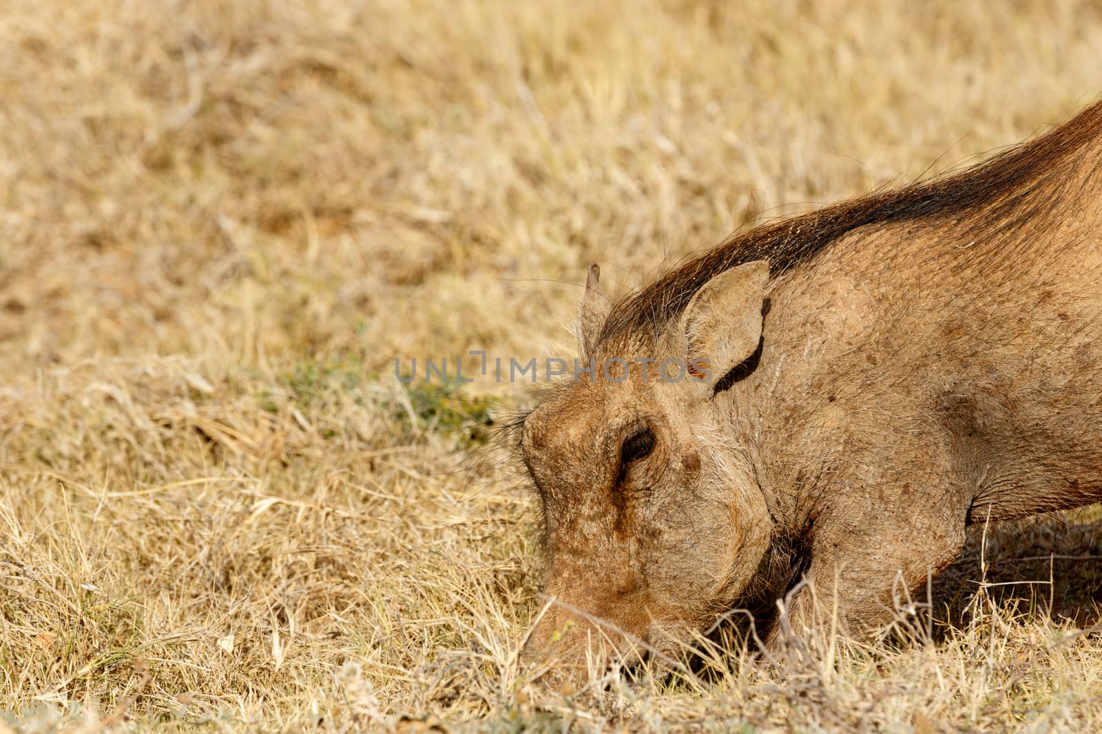 Common warthog digging in the green dry grass.