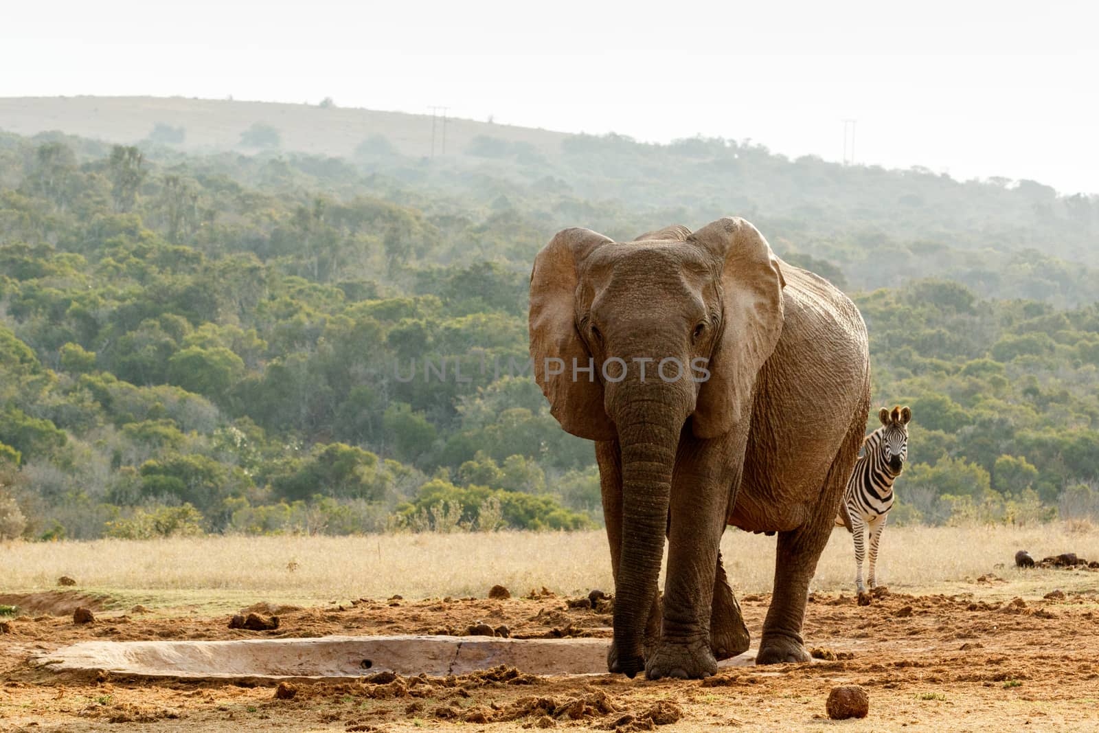 Zebra peeping behind the Elephant at the dam.