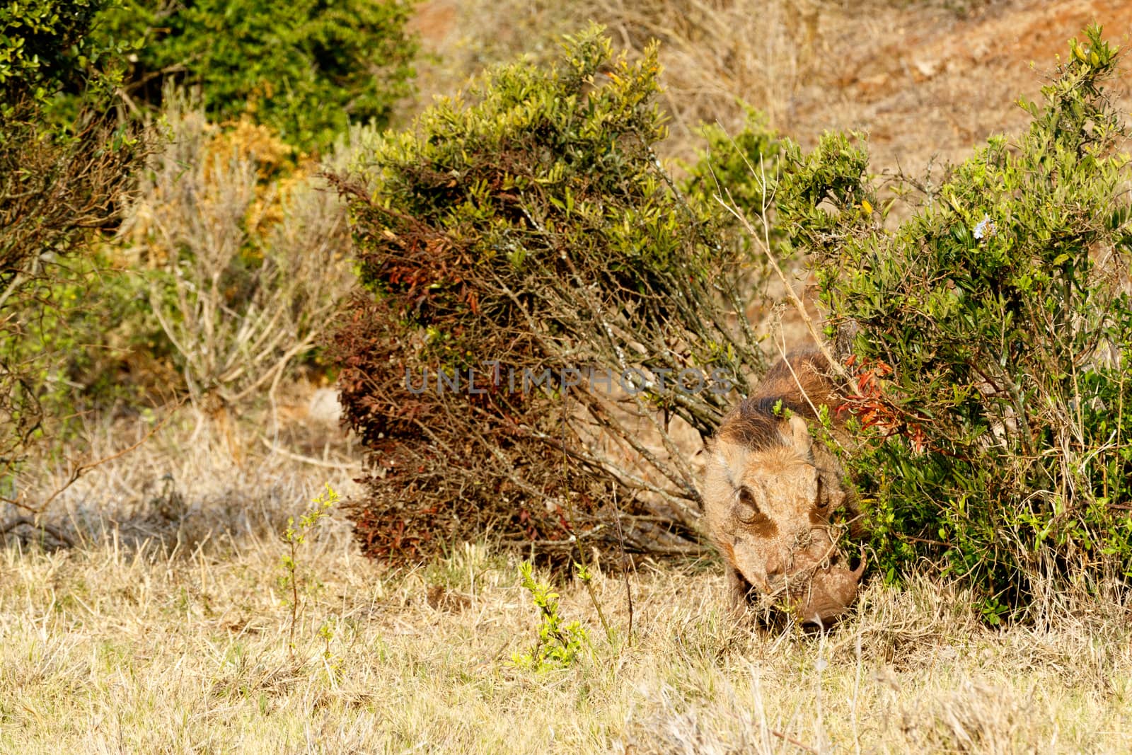 Common warthog hiding between the branches in the bushes.