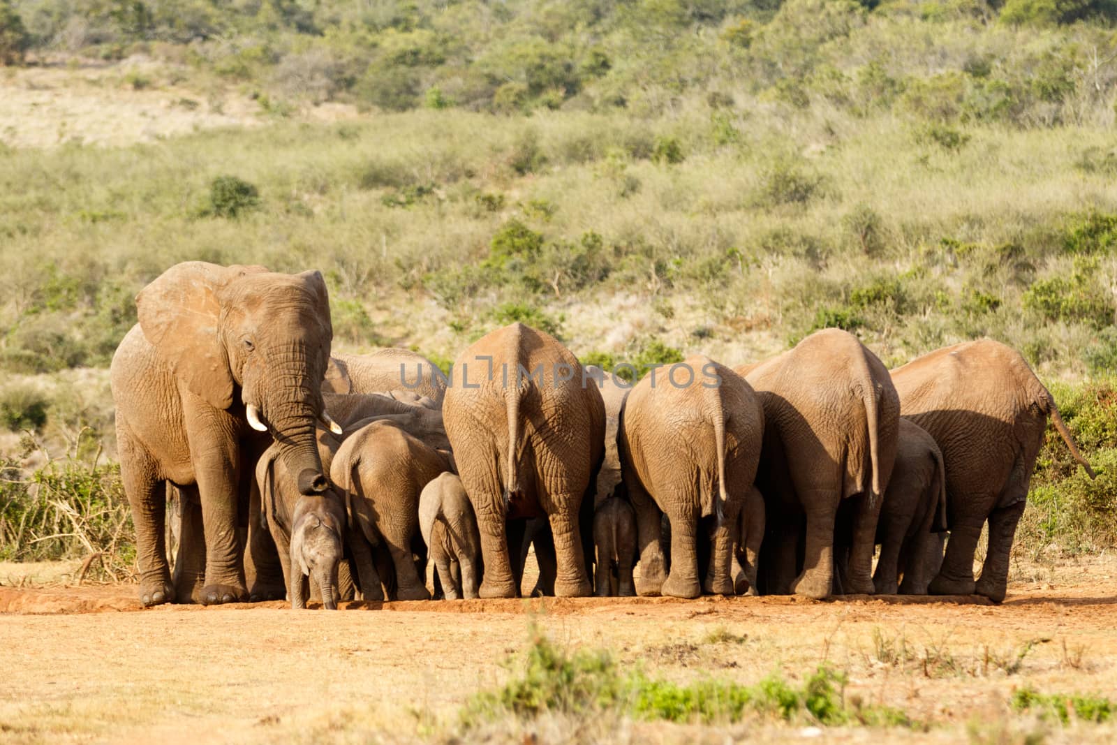 The Female and Baby Elephants drinking at the dam.