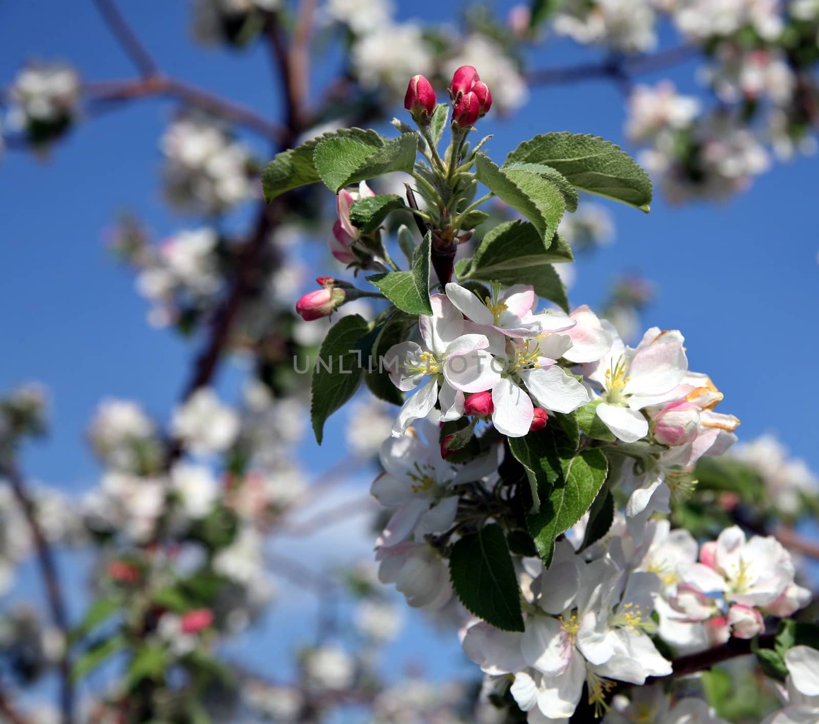 Apple tree flower blossoming at spring time, blue sky background