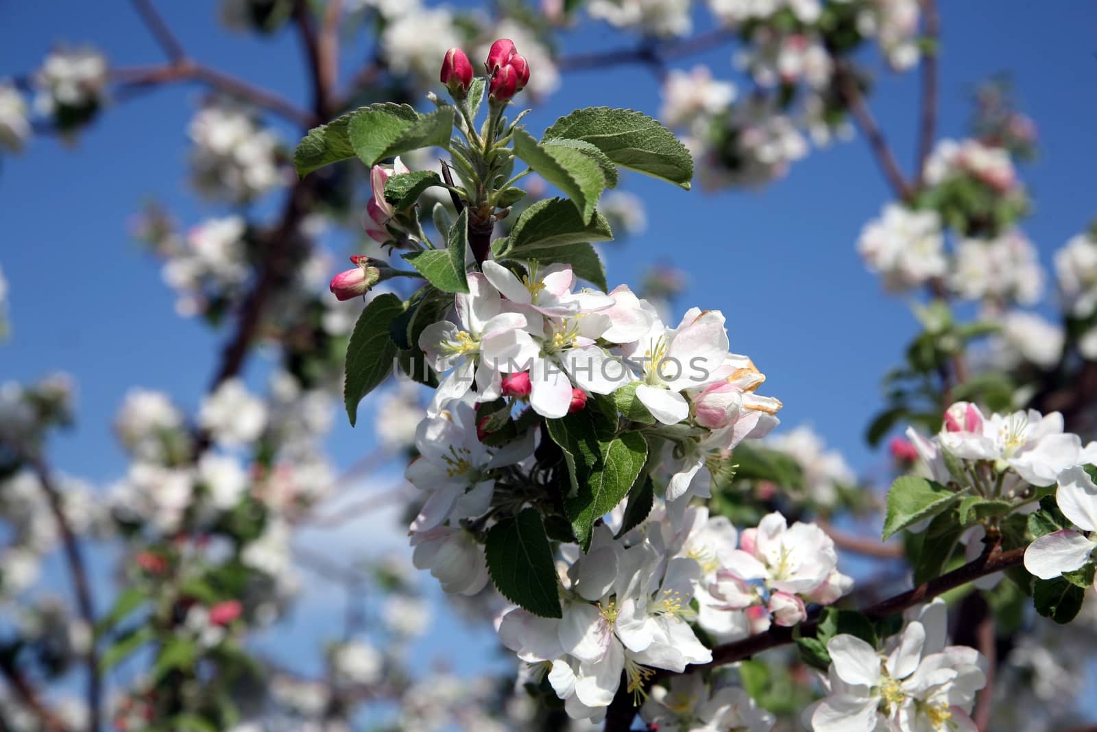 Apple tree flower blossoming at spring time, blue sky background