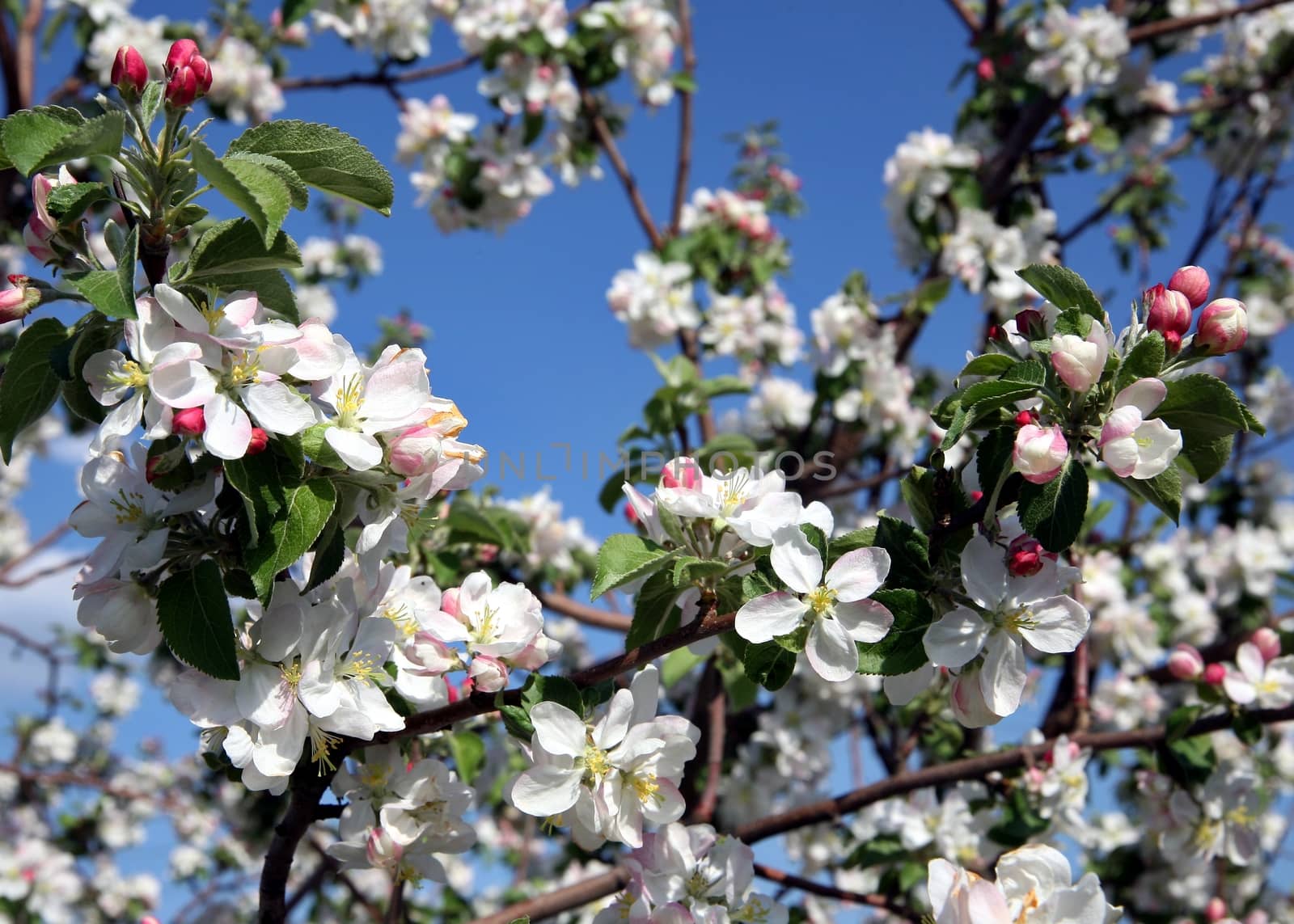 Apple tree flower blossoming at spring time, blue sky background
