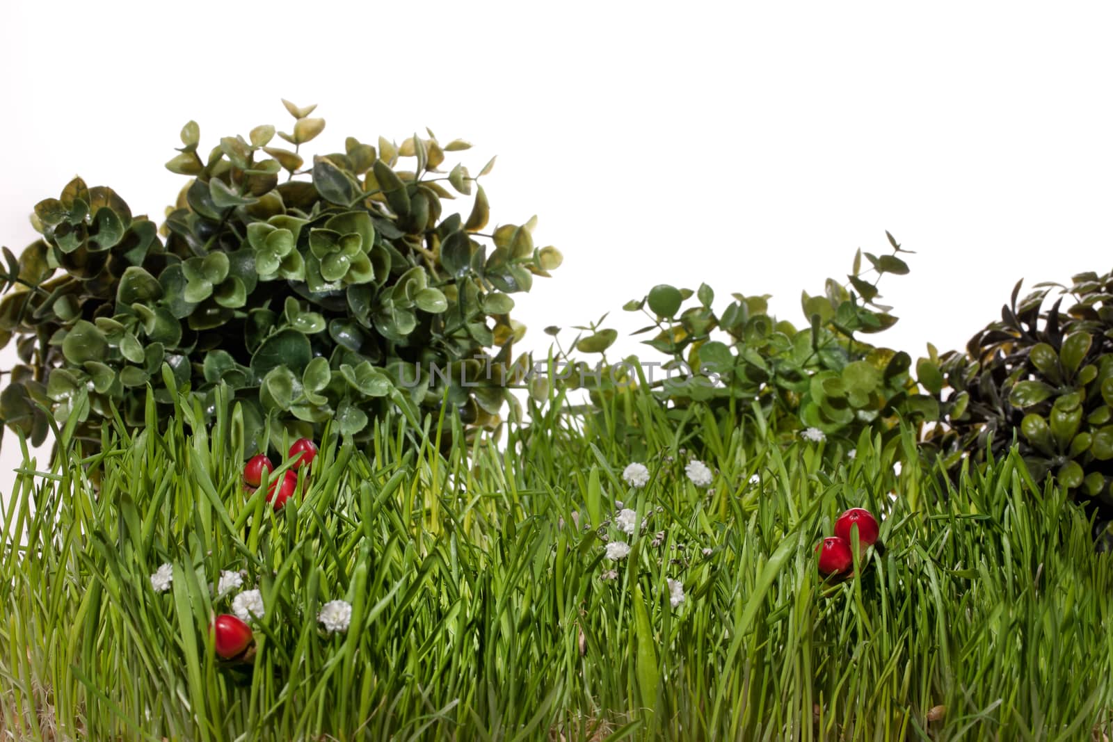 Green grass, leaves and red berries on an isolated studio background