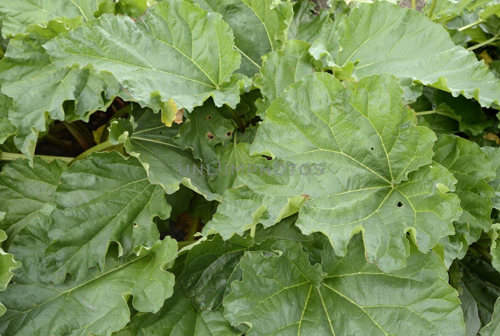 Organic Gardening on the Allotment.