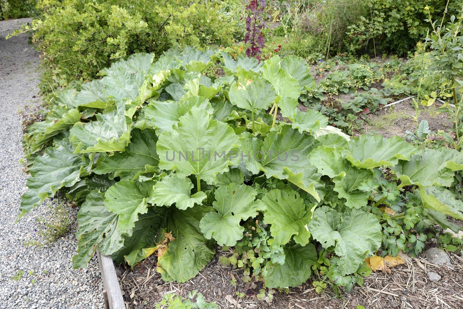 Organic Gardening on the Allotment by a40757