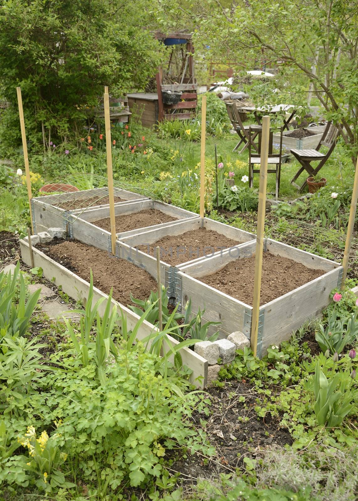 Organic Gardening on the Allotment.