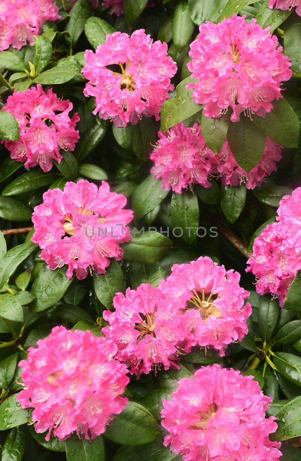 Closeup of Pink Rhododendron flower