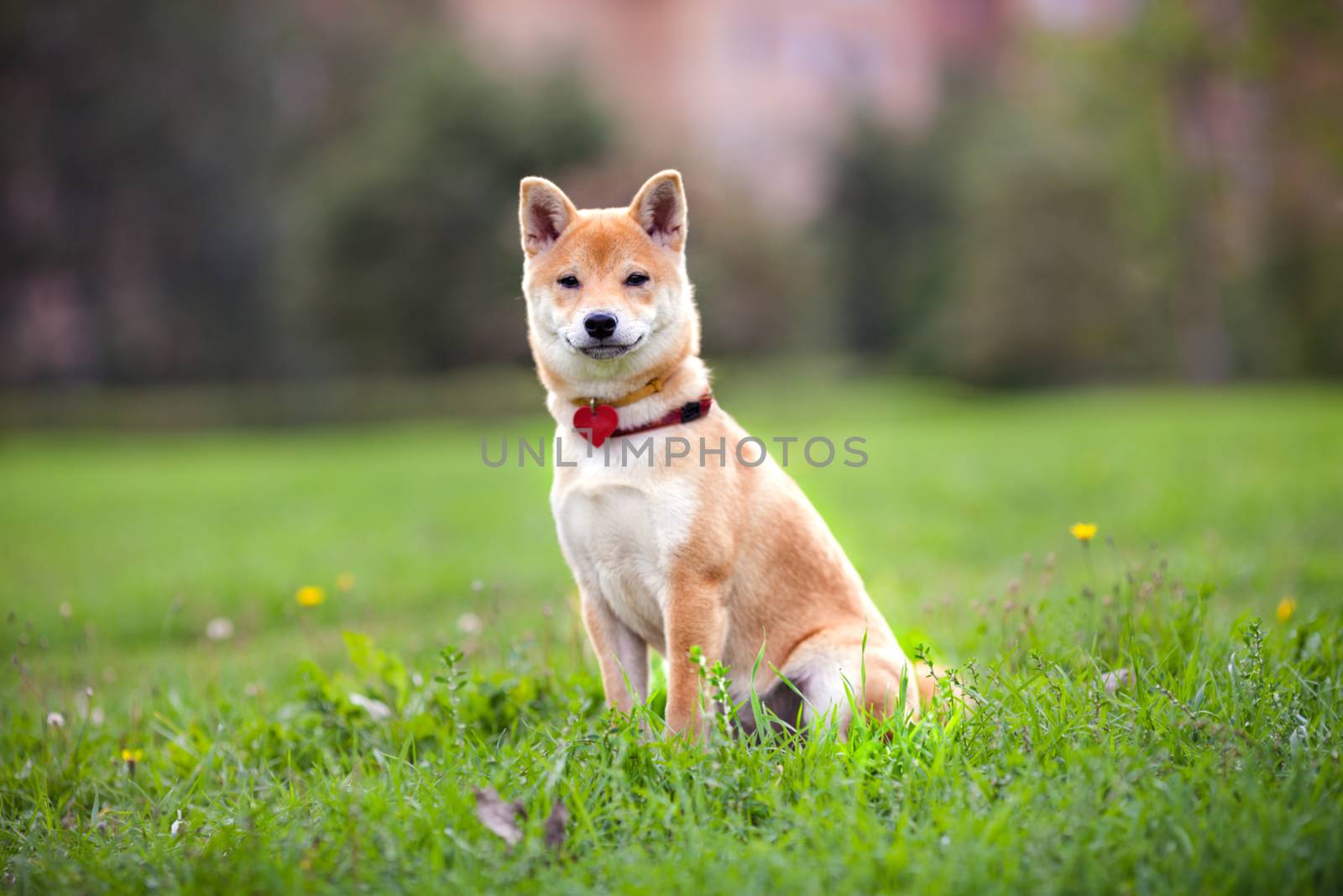 A young shiba inu sits in the park by supercat67