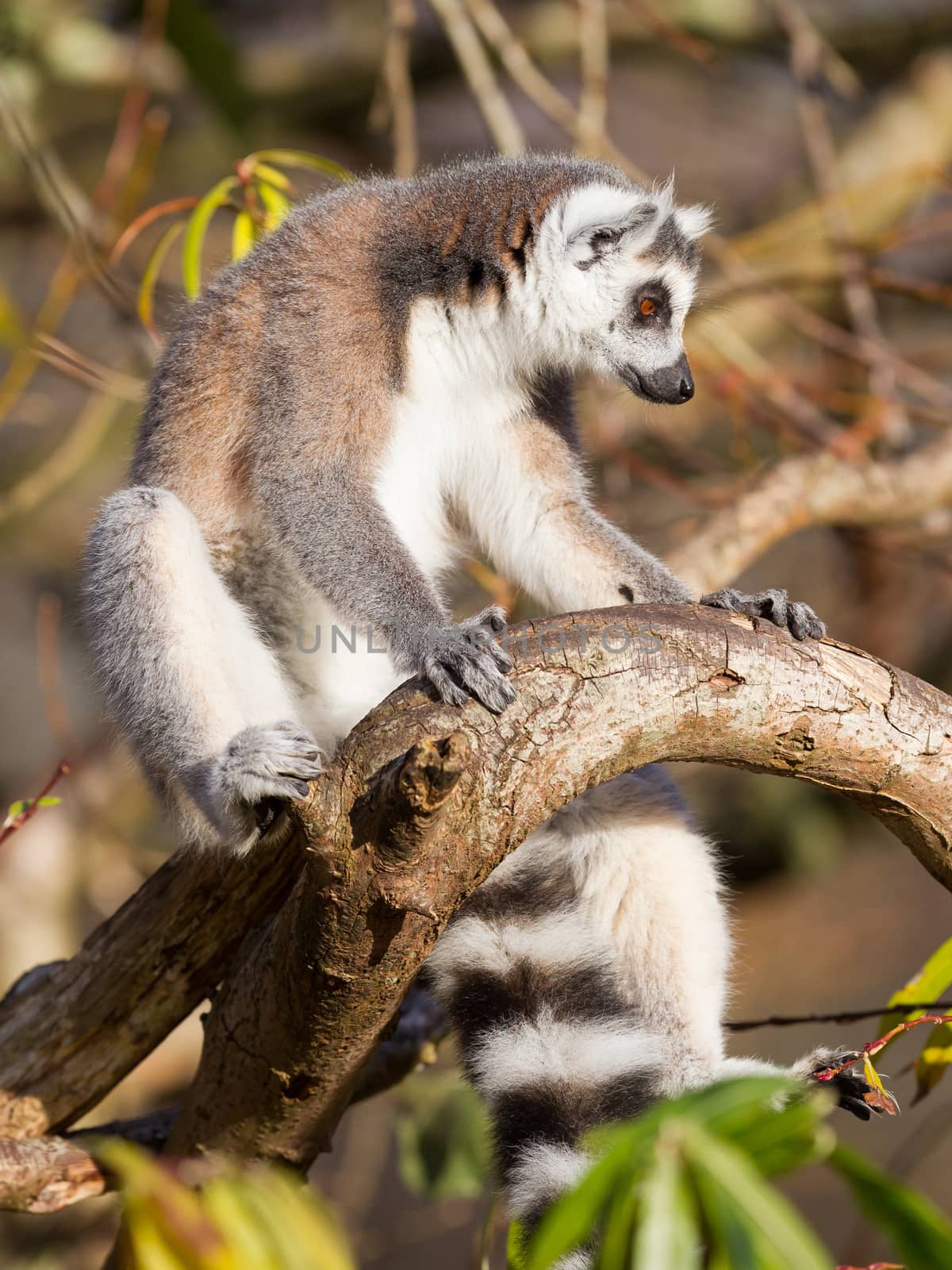 Ring-tailed lemur (Lemur catta) by michaklootwijk