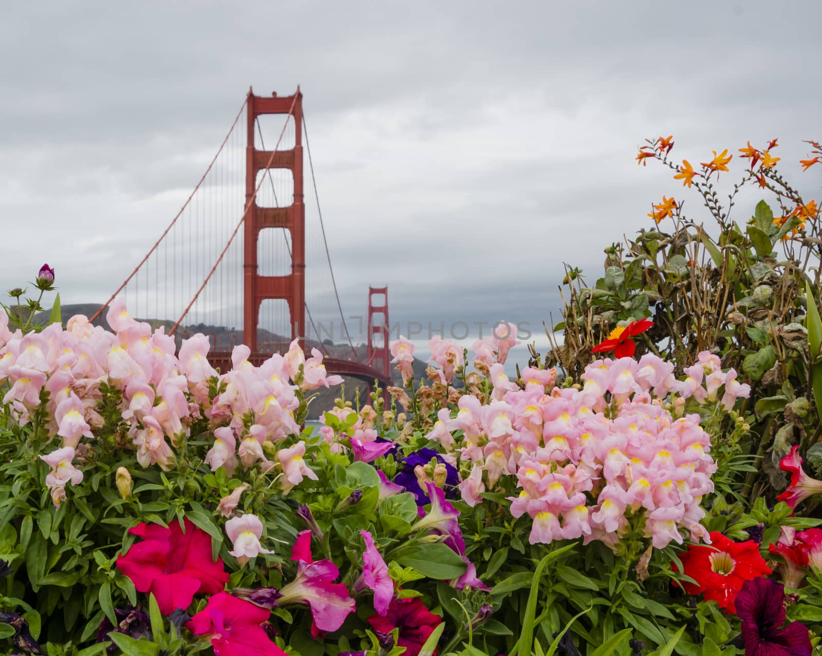Golden Gate Bridge with colored flowers in a cloudy day
