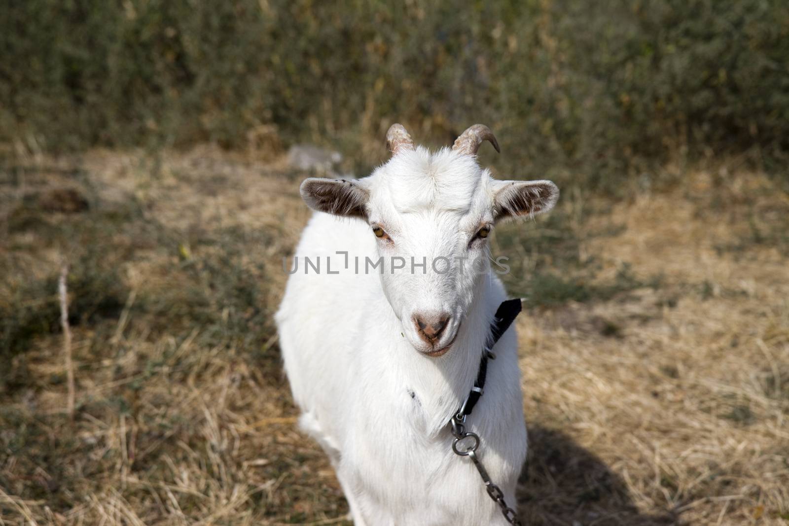 White goat by Irina1977