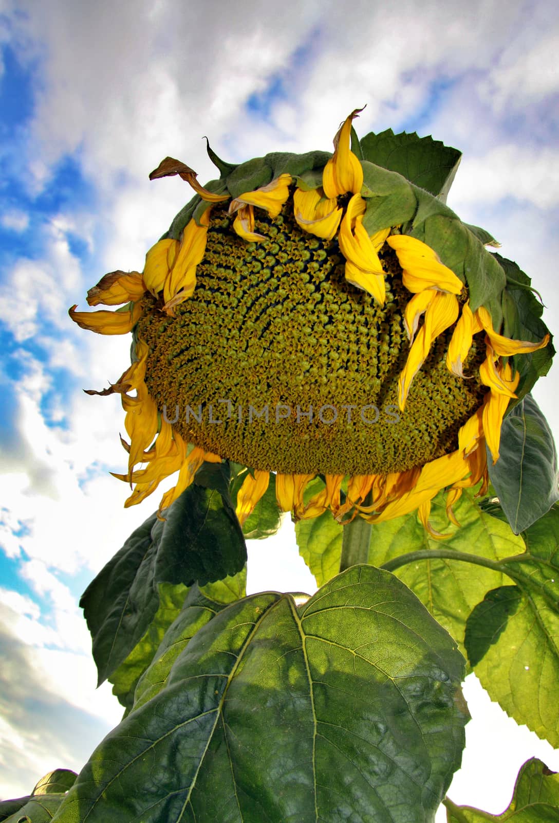 the sunflower has blossomed on the farm clear Sunny day