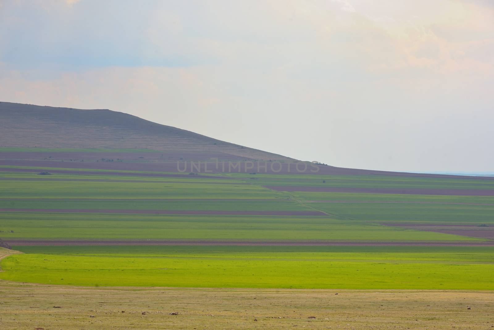 Summer agriculture parcels field