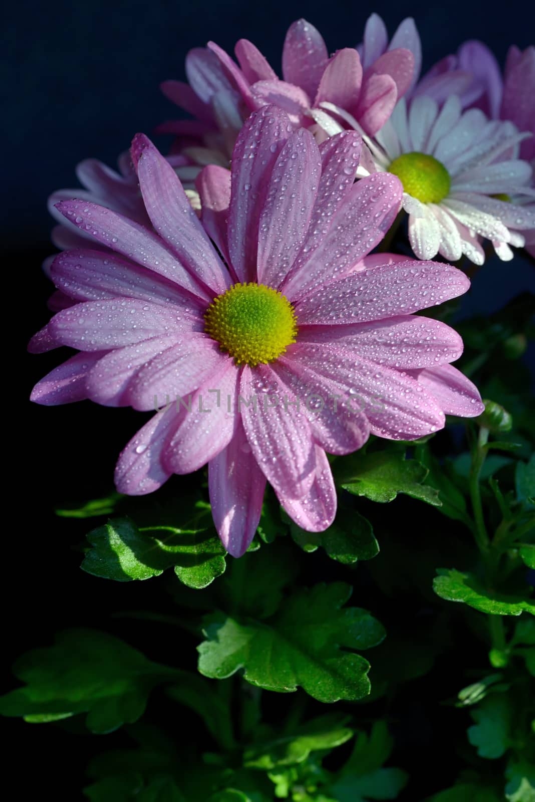 Violet Pink Osteosperumum Flower Daisy with dew drops