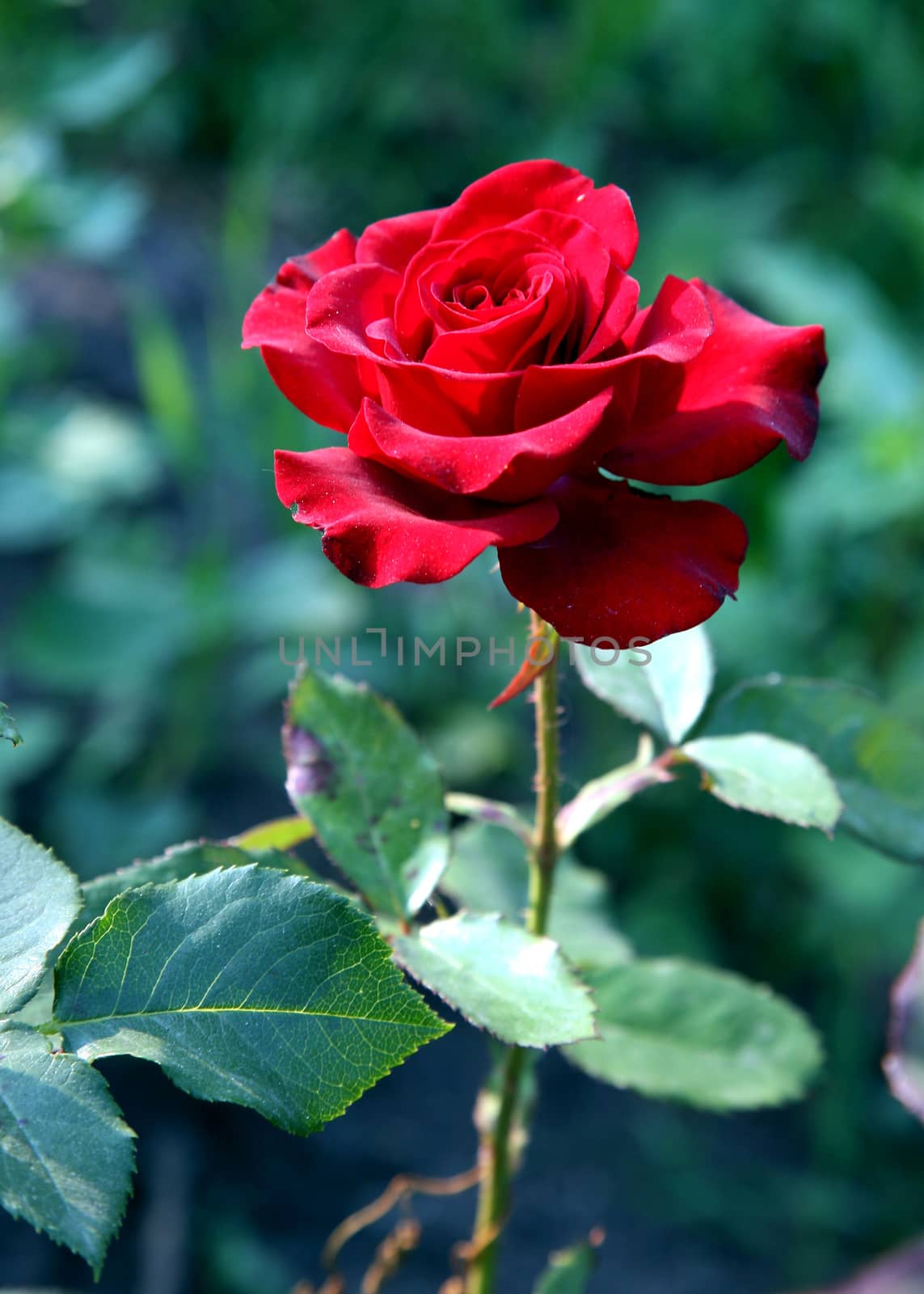 Rose bud in the garden over natural green background