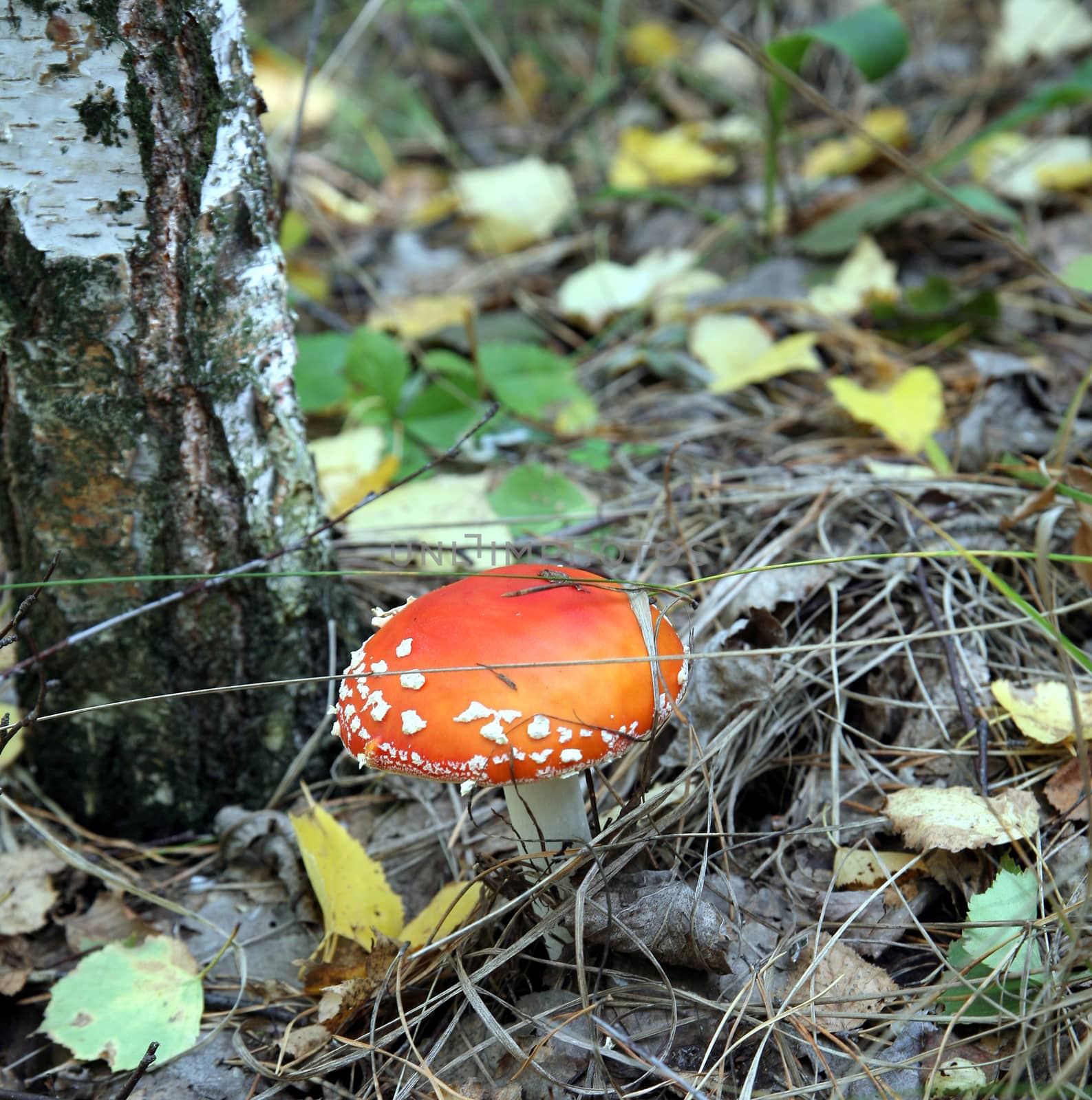 beautiful spotted red mushroom in a forest glade by valerypetr