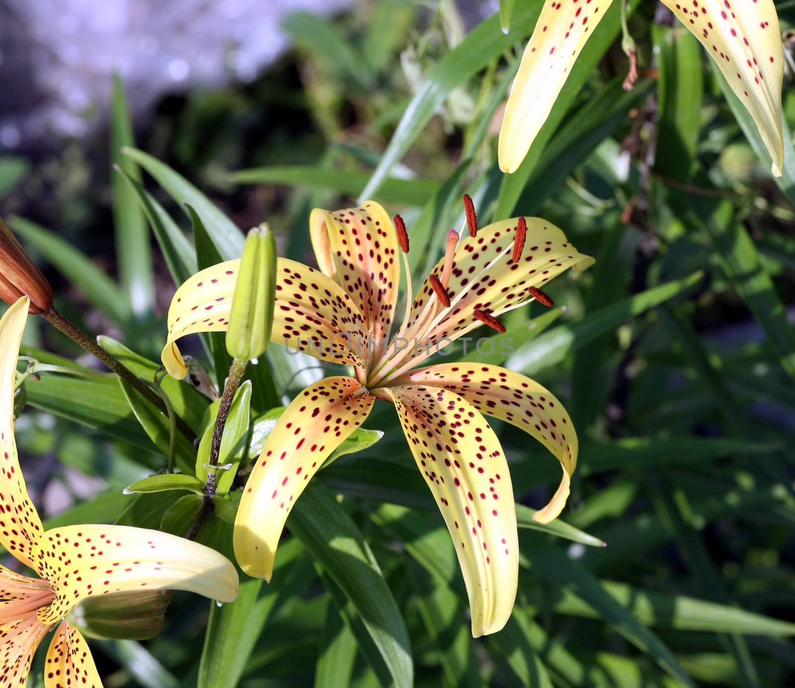 beautiful yellow tiger lilies in the garden