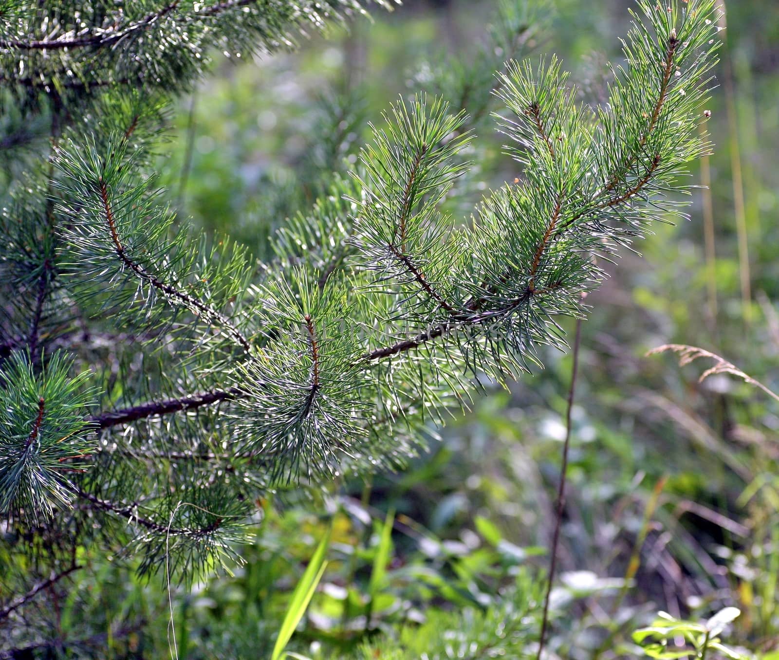 Closeup of the young pine tree branch on blurred background