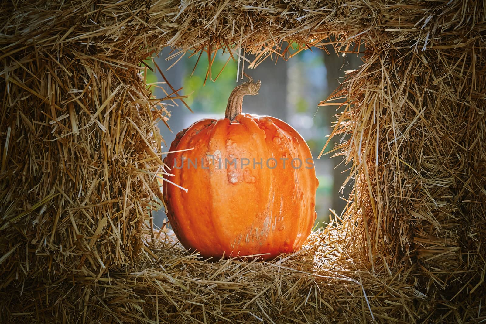 Pumpkins in a Hay  by SNR
