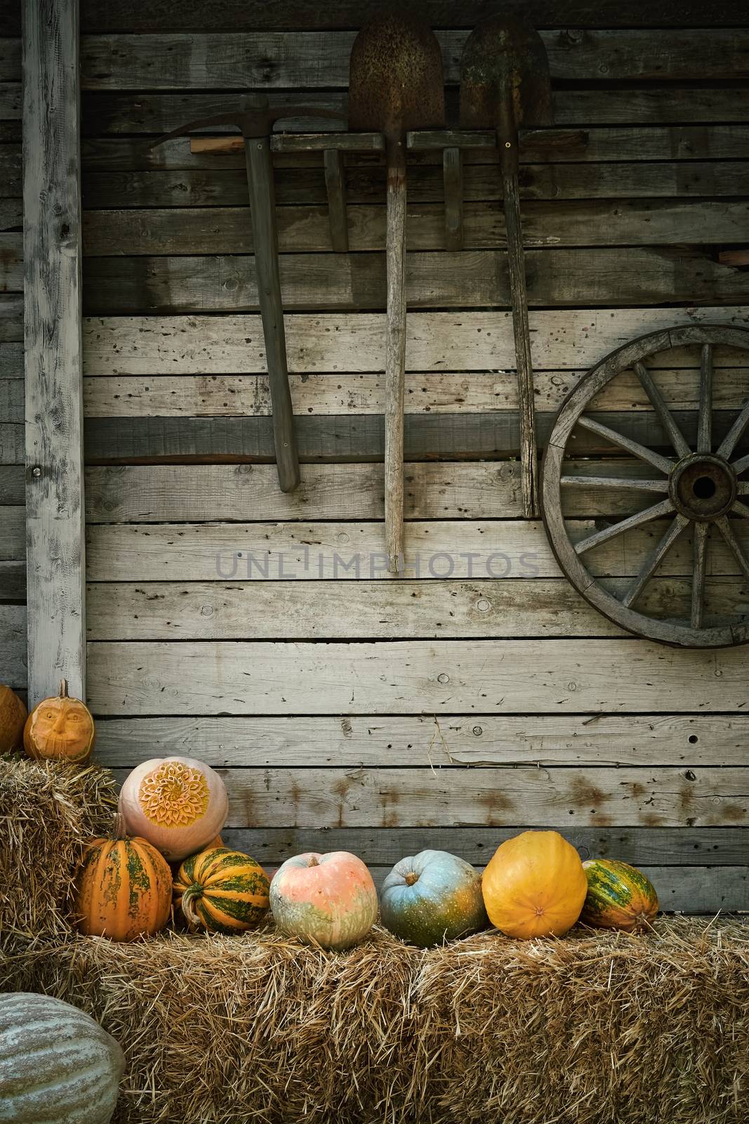 Pumpkins on a Hay near by SNR