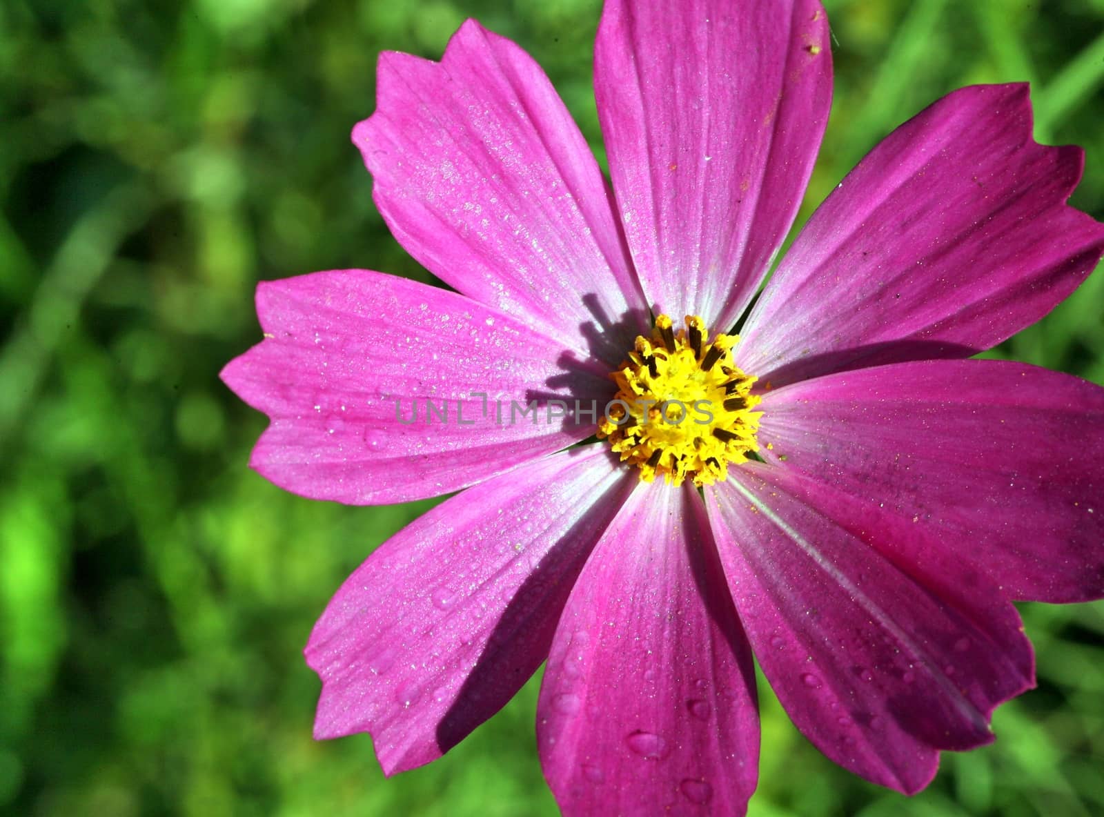 kosmeya or cosmos pink flower in the garden closeup