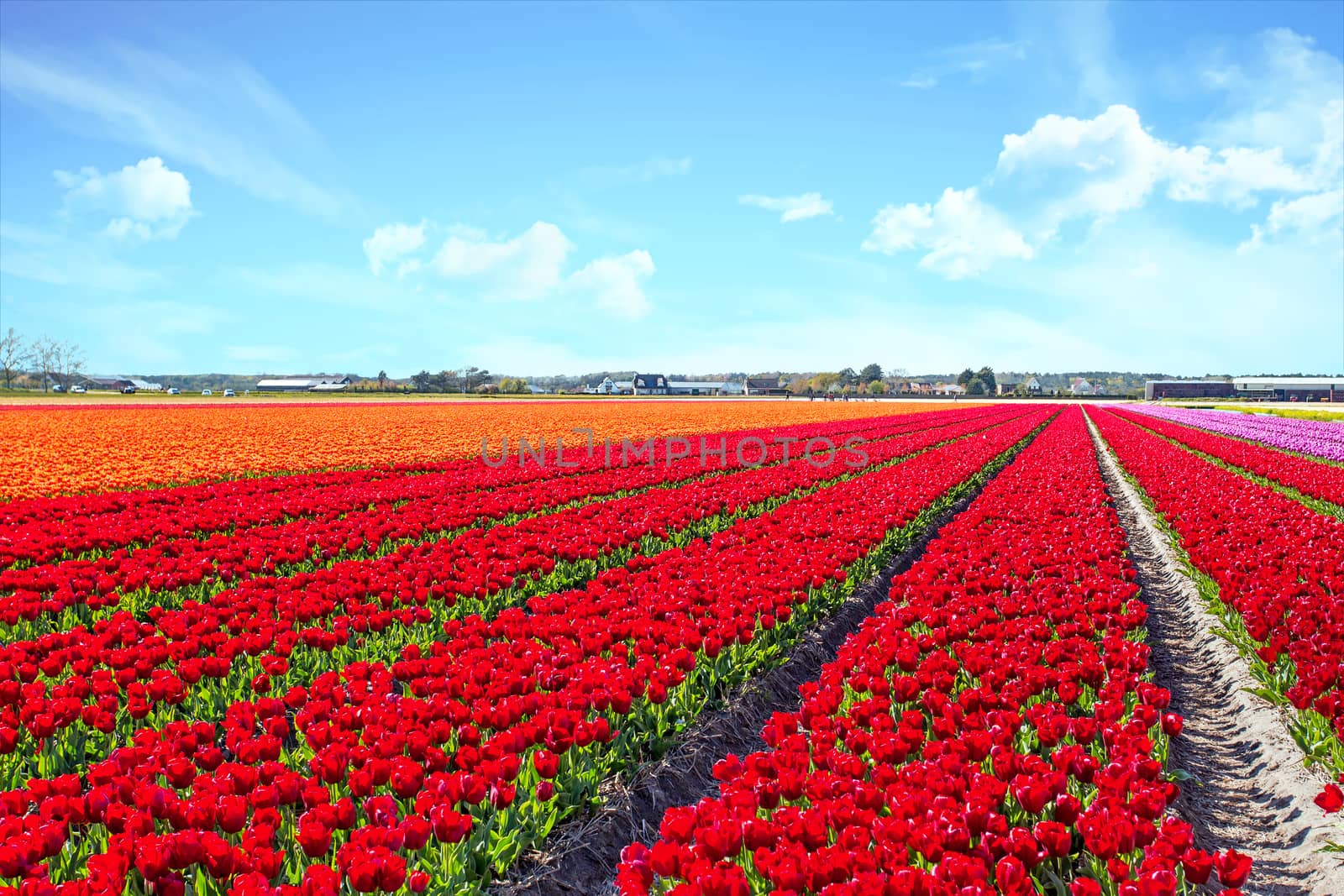 Blossoming tulip fields in a dutch landscape in the Netherlands