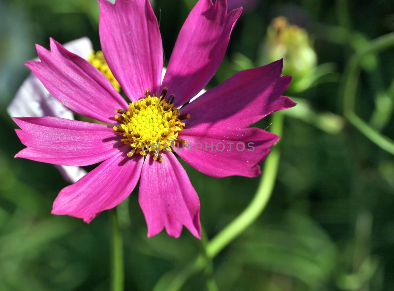 kosmeya or cosmos pink flower in the garden closeup
