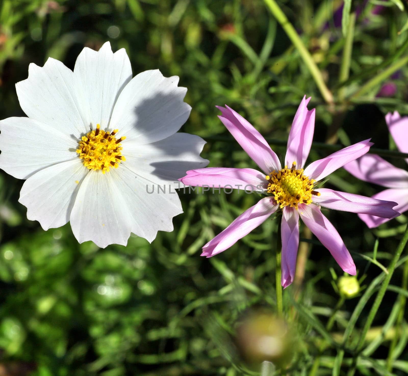 kosmeya or cosmos pink and white flower in the garden closeup