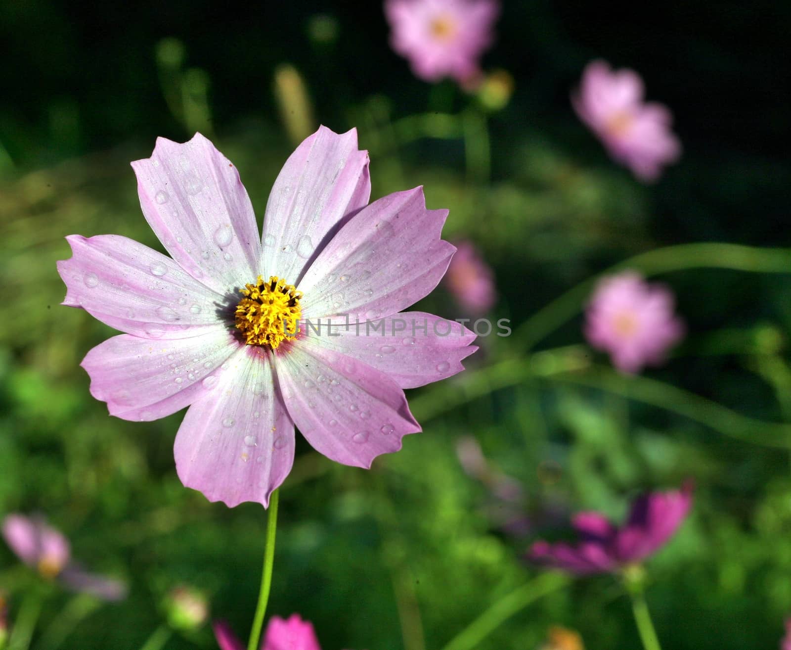 kosmeya or cosmos pink flower in the garden closeup