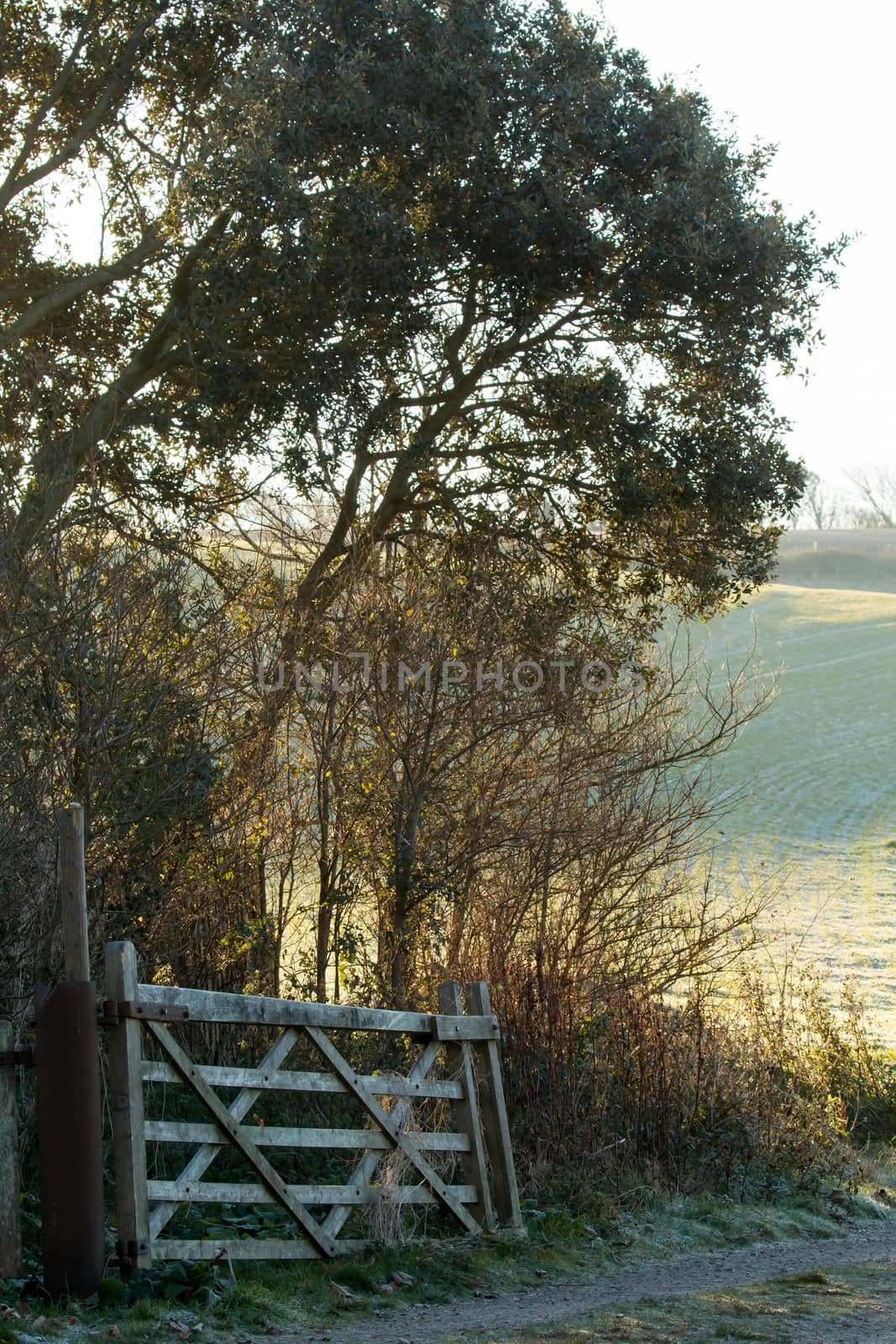 Winter scene of a gateway and track leading into a field on the South Downs in Sussex.