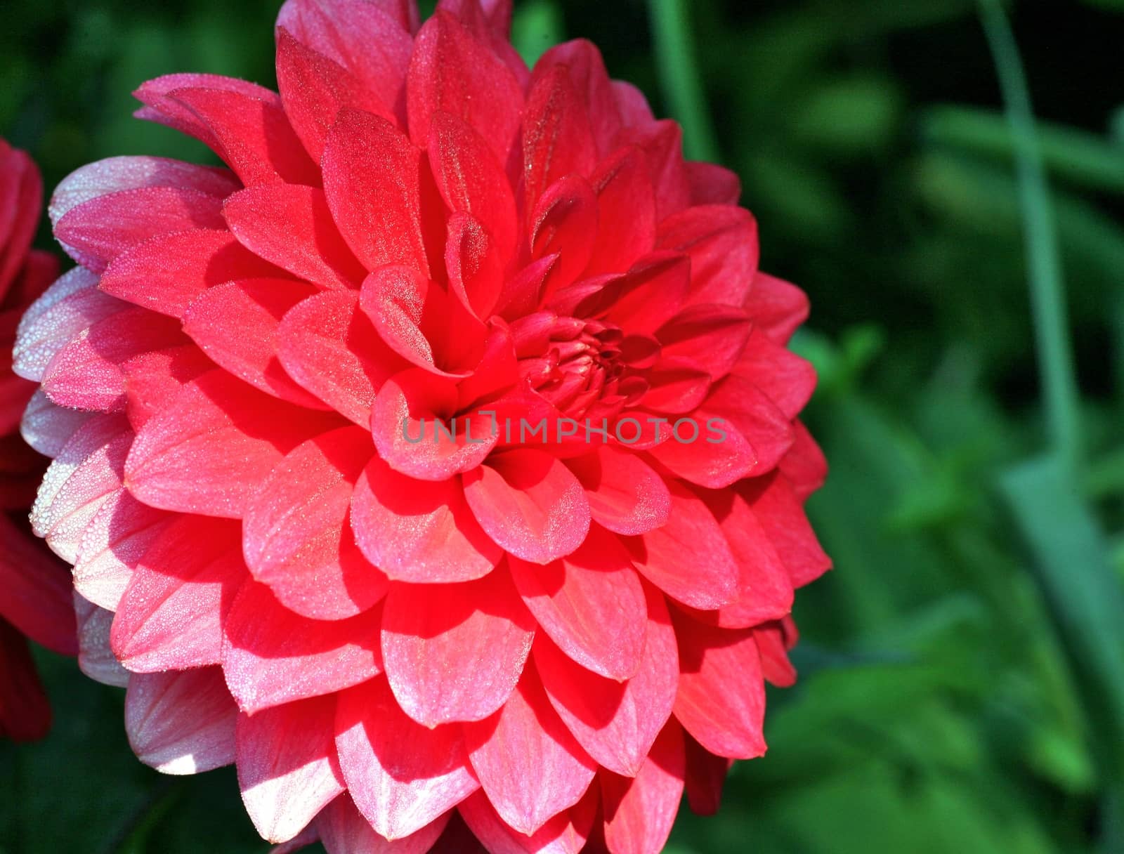 Closeup on red dahlia flower on natural background