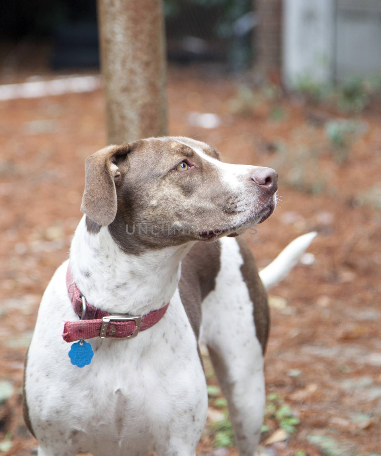 Bird dog outside, looking at the sky