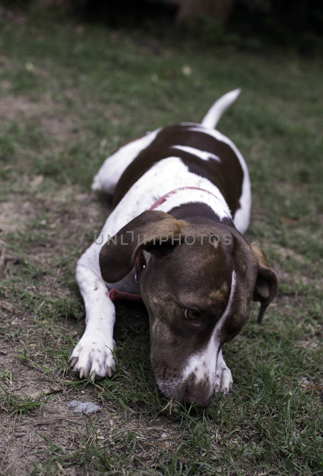 Dog Playing with Pecan by tornado98