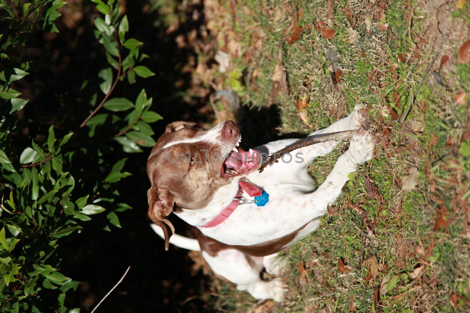 Bird Dog Chewing Stick by tornado98