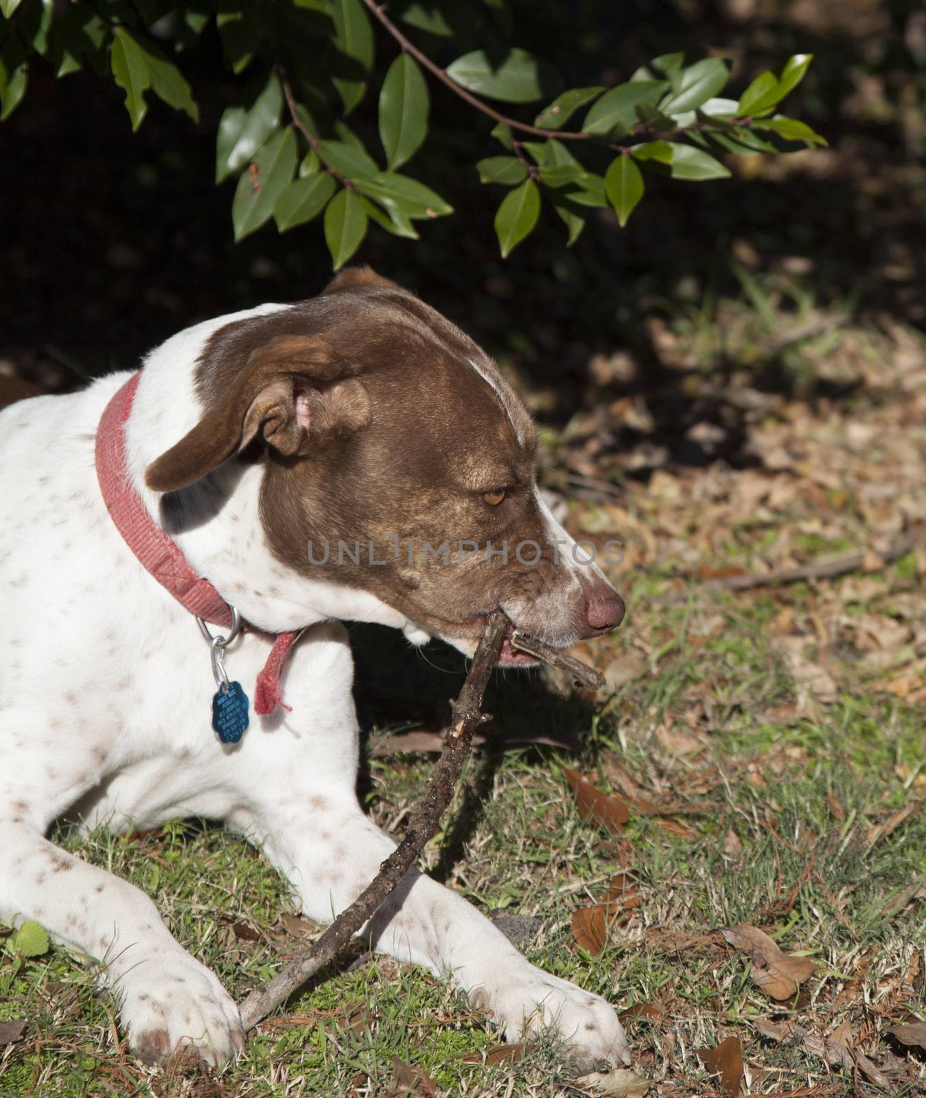 Bird dog chewing stick outside