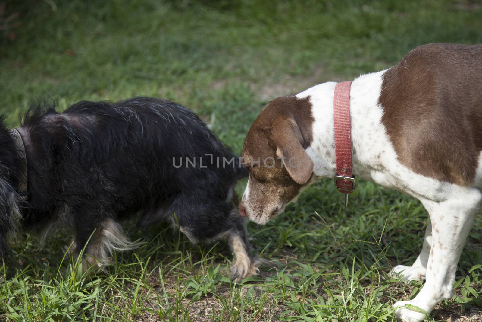 Large bird dog greeting smaller dog