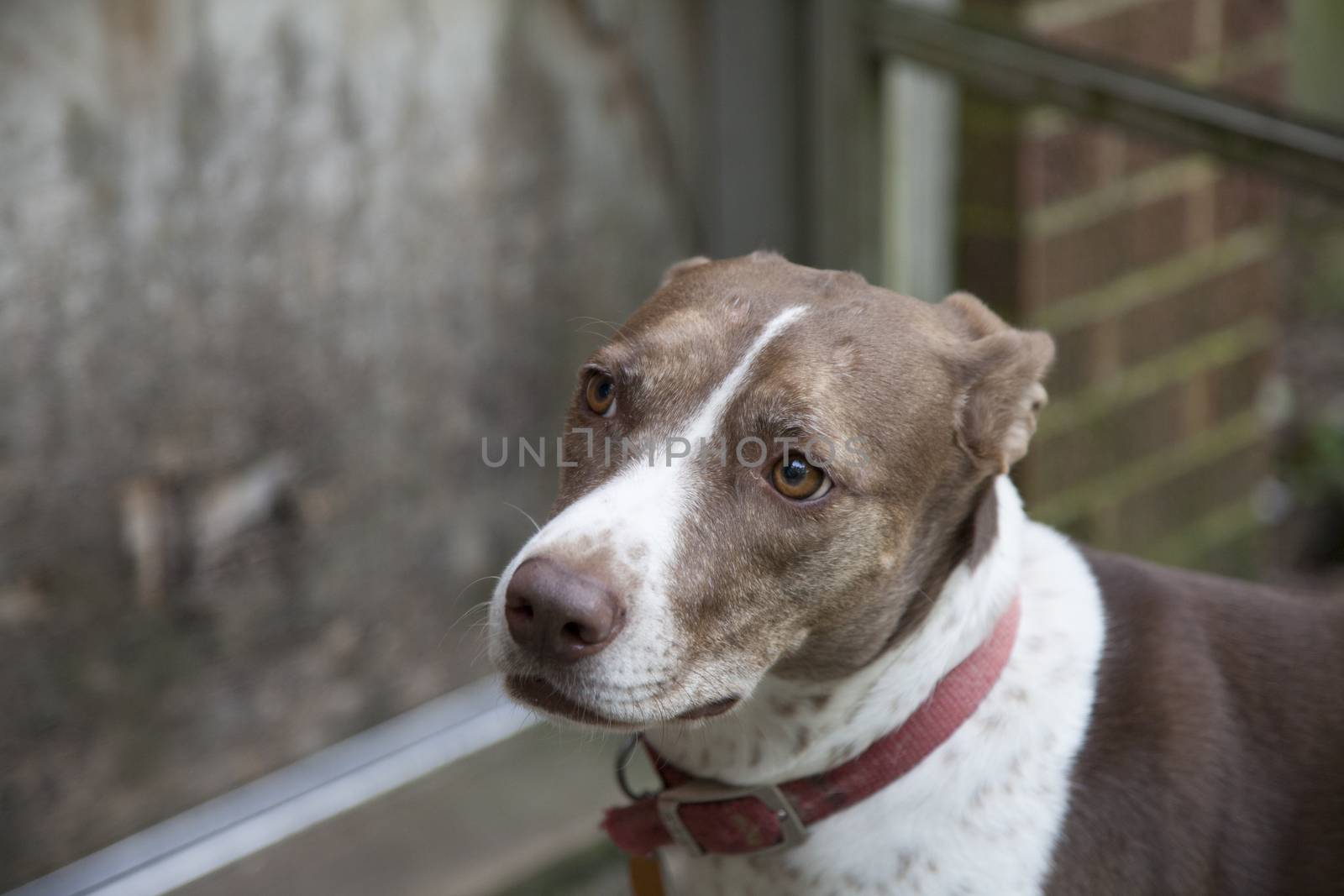 Bird dog waiting to go inside