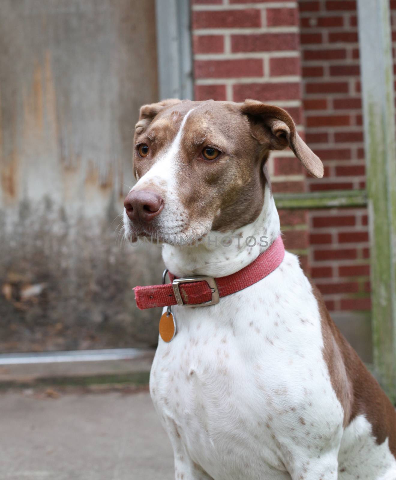 Bird dog waiting to go inside