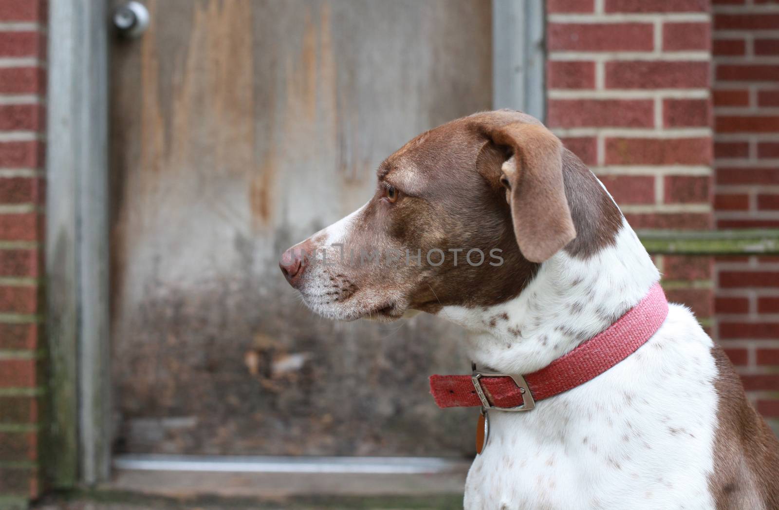 Bird Dog Waiting by the Backdoor by tornado98