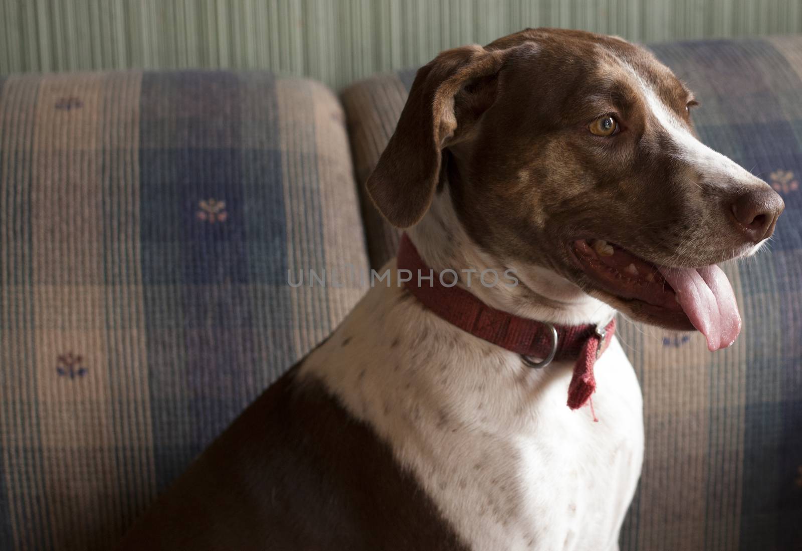 Bird dog sitting indoors on couch