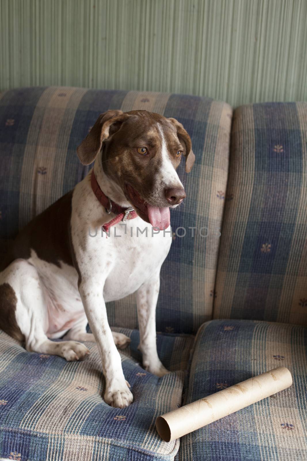 Bird dog playing indoors by tornado98