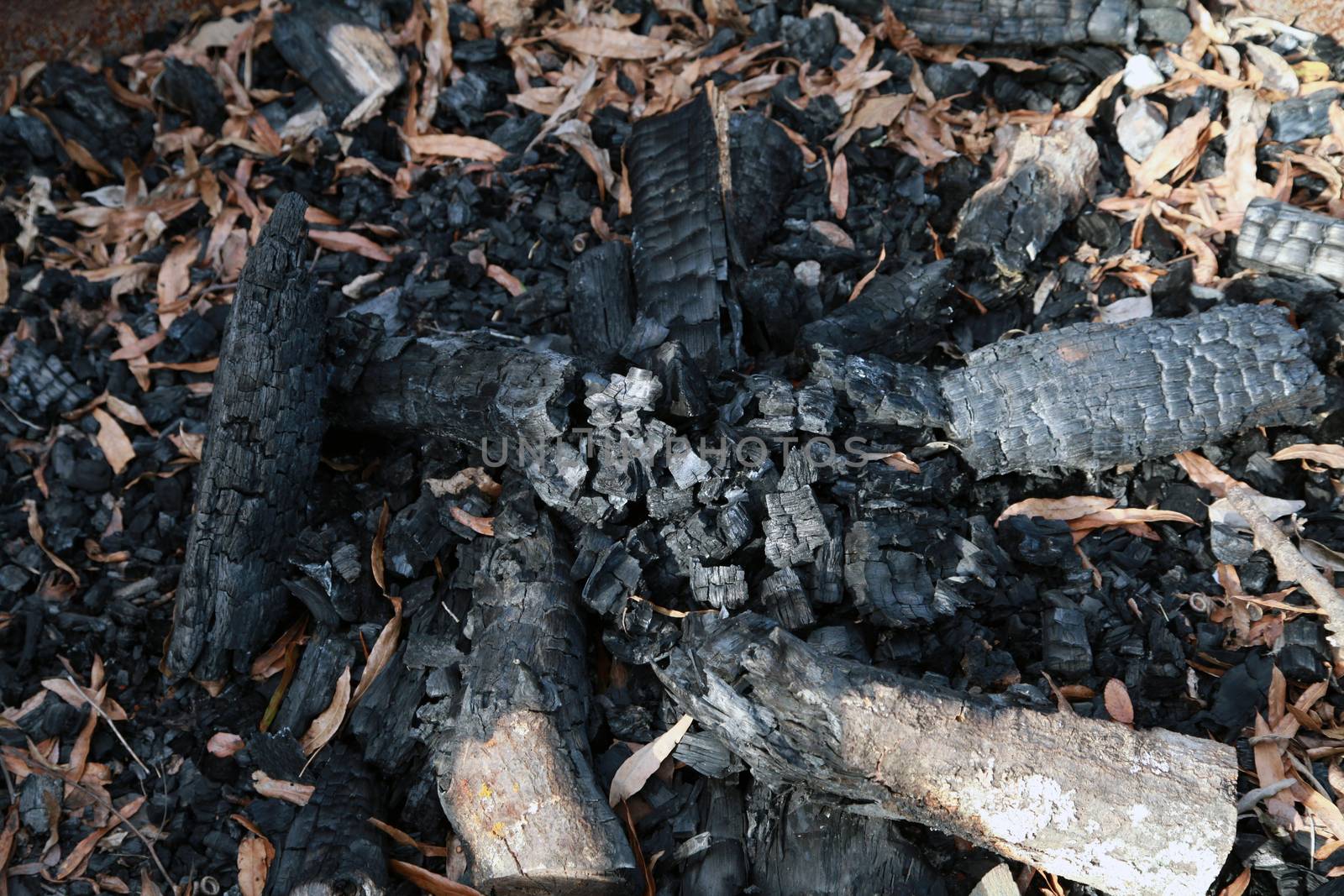 Remnants of burnt firewood at a campsite