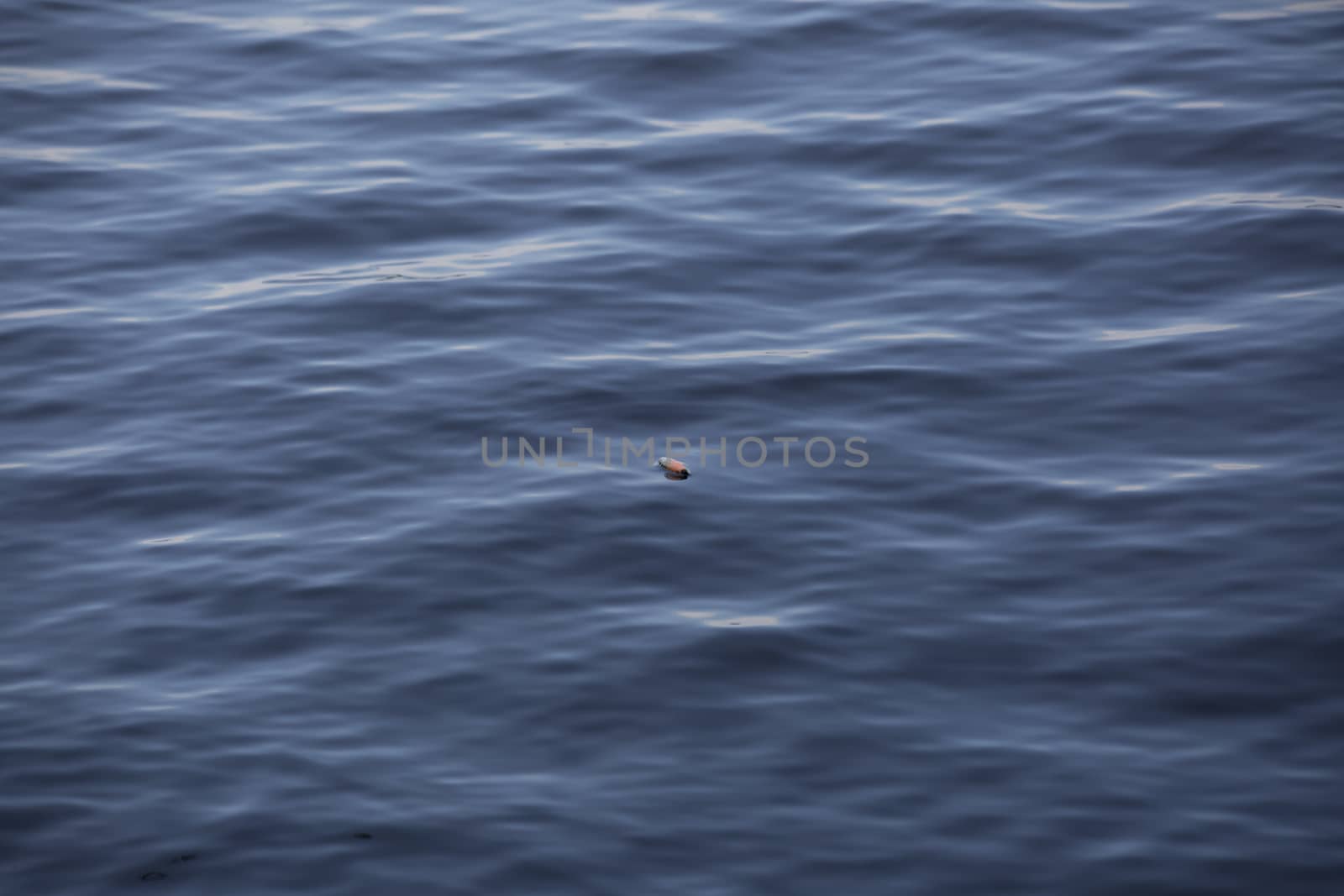 Fishing Bobber Floating on the Water by tornado98