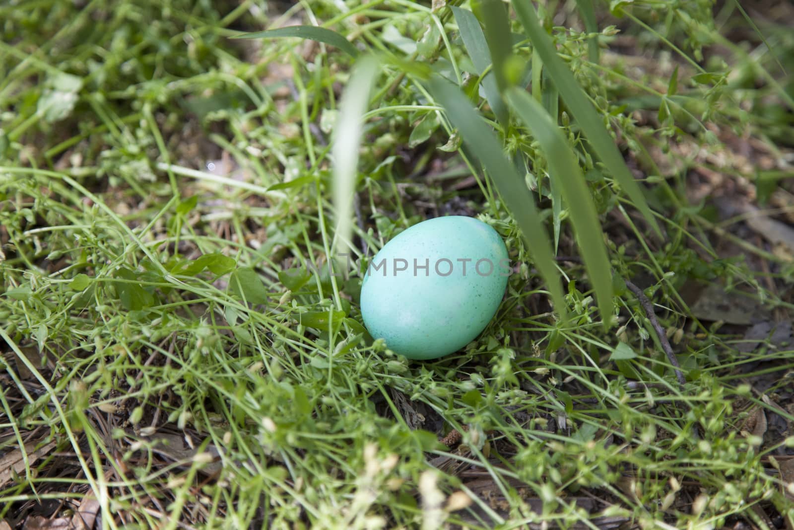 Green Easter egg hidden in plain sight