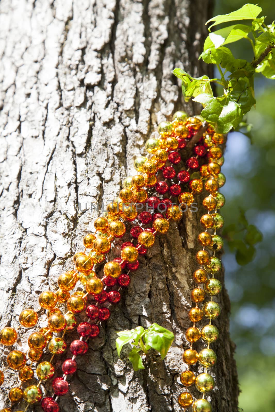 Red, gold and orange Mardi Gras beads hanging from a tree