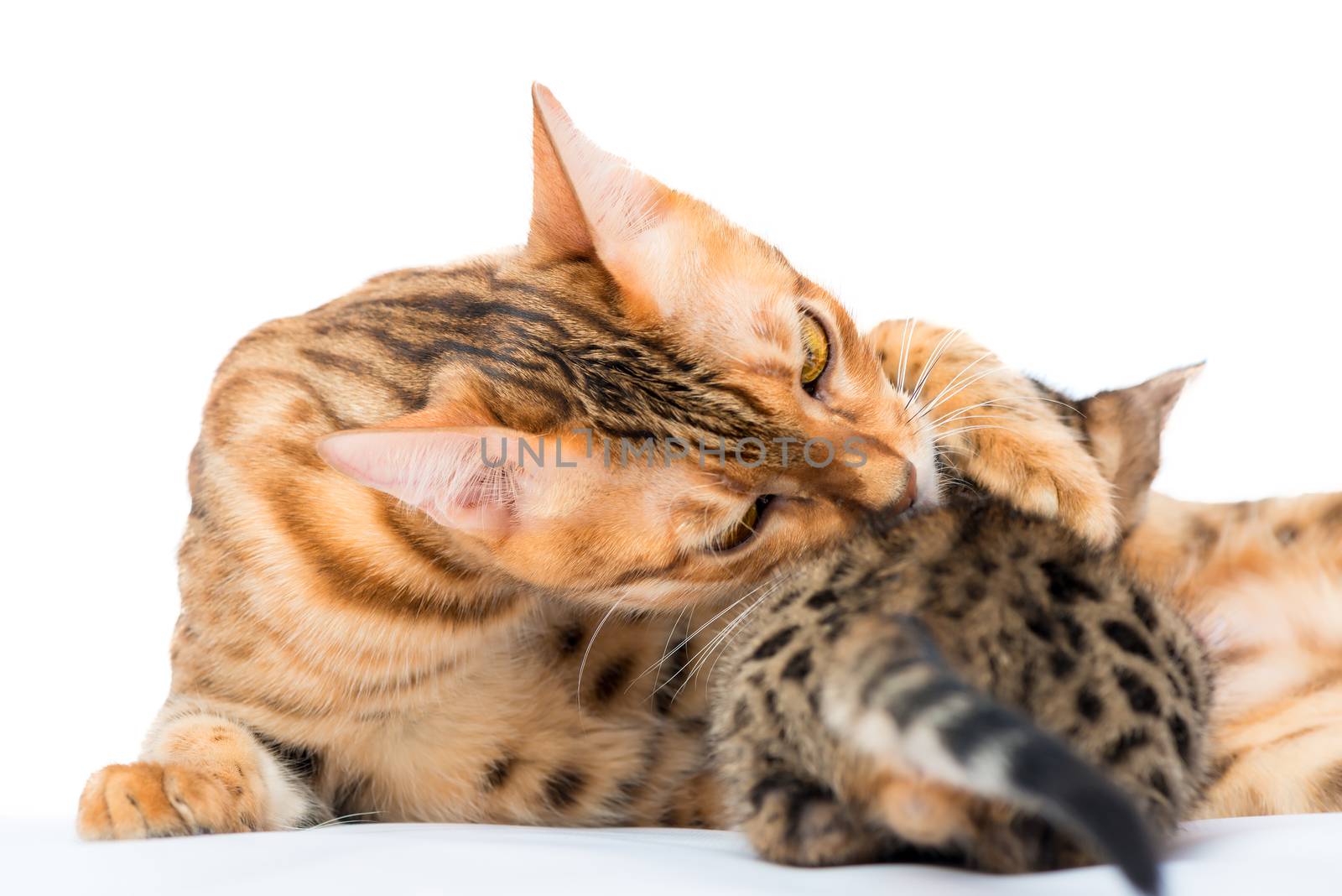 mother cat licking her little kitten on a white background
