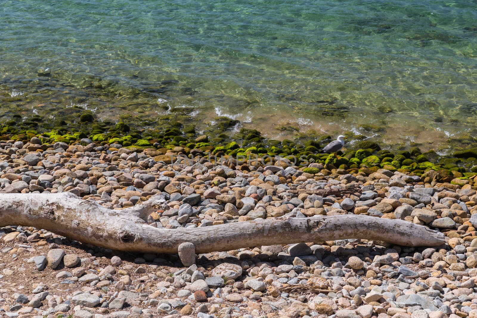 Driftwood washed up on the shore by the coast in Ajaccio by chrisukphoto