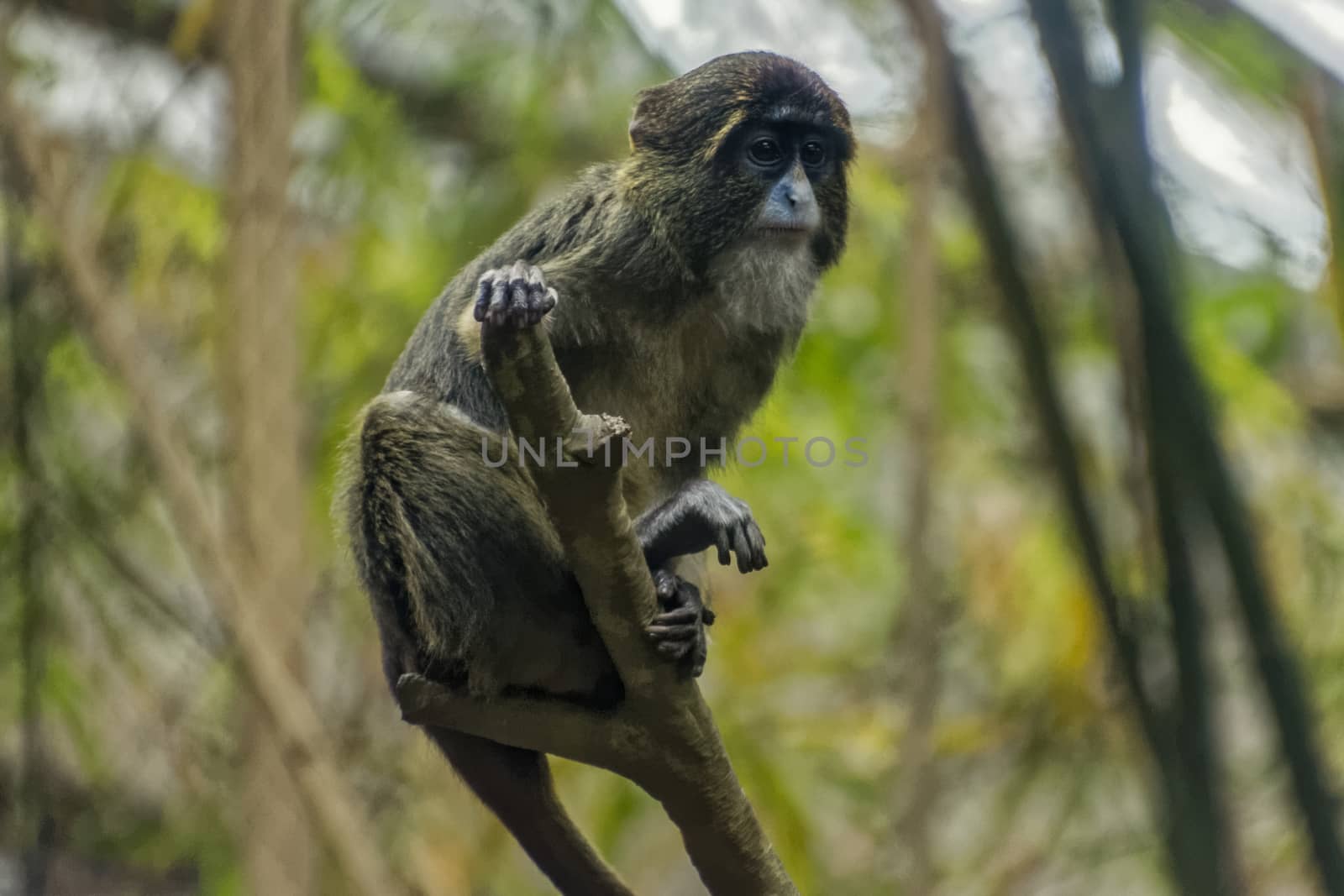 Apprehensive Monkey by bkenney5@gmail.com