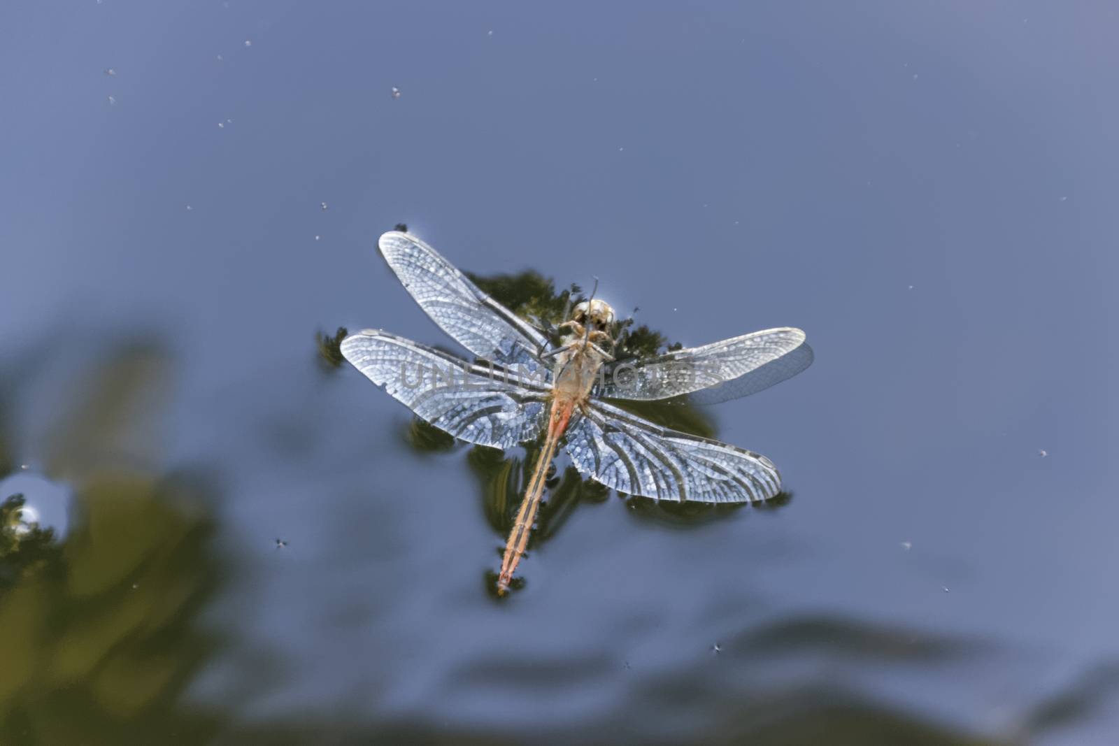 A dead dragonfly floating in a pool of water.